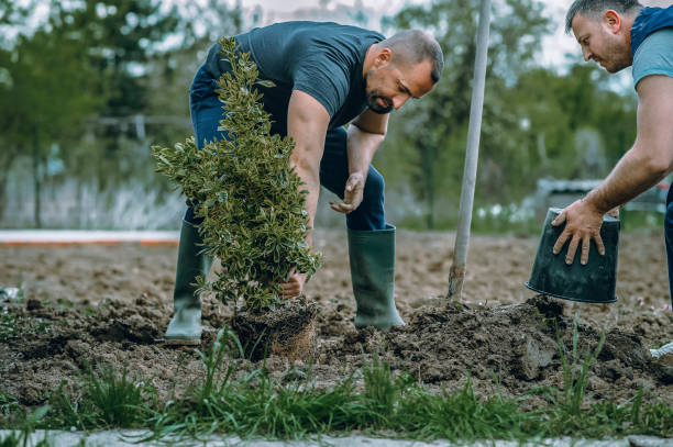 How Our Tree Care Process Works  in  Prineville, OR