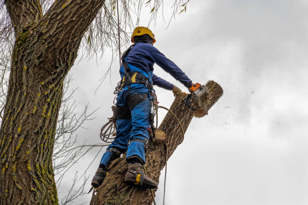 Best Tree Health Inspection  in Prineville, OR